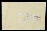 Cretaceous Lobster (Pseudostacus) Fossil - Lebanon #147048-1